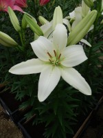 [4039 Arcachon No102.JPG]